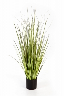 VARIEGATED CAREX TRÁVA, 90-150cm