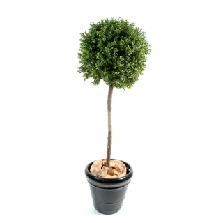 BUXUS KOULE STEM NEW, 170cm