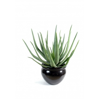 ALOEVERA, 55cm