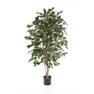 5´FICUS EXOTICA nehořlavý, 150cm