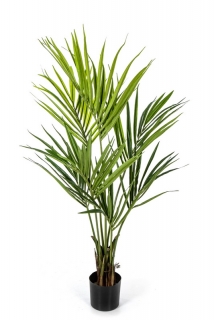 NATURAL KENTIA PALMA, 140cm