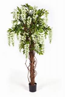 WISTERIA LIANA BÍLÁ, 180cm