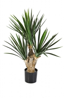 BABY YUCCA x 3, 68cm