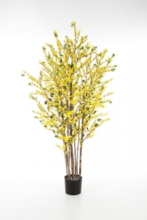 FORSYTHIA STROM, 160cm