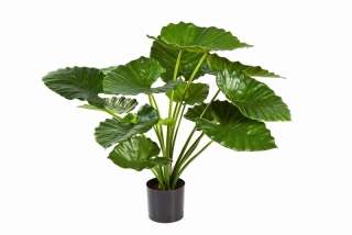 ALOCASIA CALIDORA KEŘ, 75cm