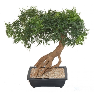 ARALIA BONSAI, 60cm