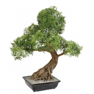 ARALIA BONSAI, 95cm