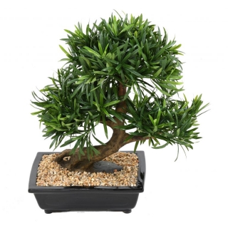 PODOCARPUS BONSAI, 50cm