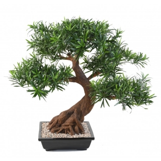 PODOCARPUS BONSAI, 78cm