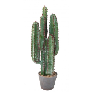 KAKTUS, 77cm