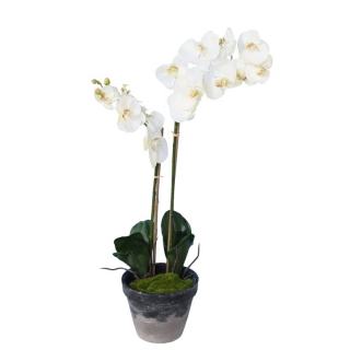 Orchidej bílá v květináči, 85cm