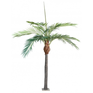 Tropická palma, 400cm