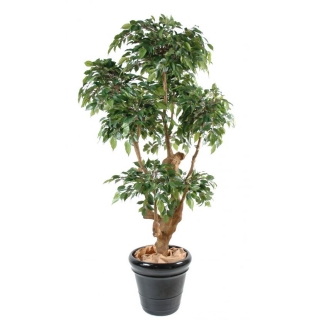 FICUS NATASJA 5 korun, 170cm