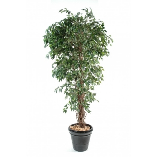 FICUS LIANAS PF, 150cm