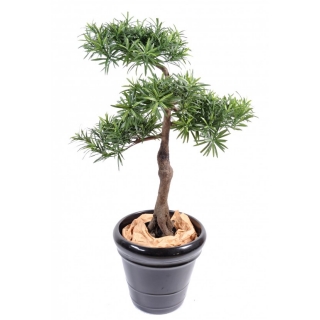 PODOCARPUS BONSAI*4, 100cm