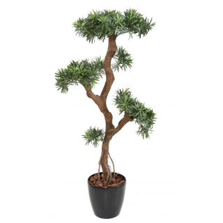 PODOCARPUS CLOUD UV, 135cm