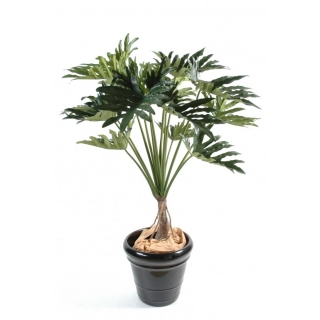 Philodendron, 120cm
