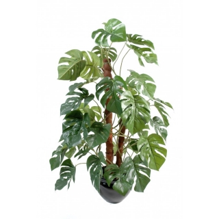PHILODENDRON GUARDIAN COCO, 100cm