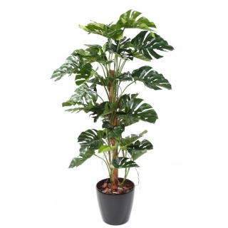 PHILODENDRON GUARDIAN COCO NEW, 160cm