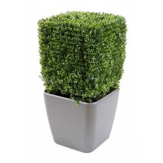 BUXUS EDGE NEW, 85cm