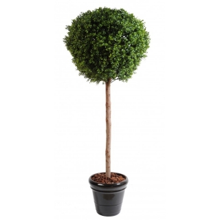 BUXUS KOULE STEM NEW, 180cm