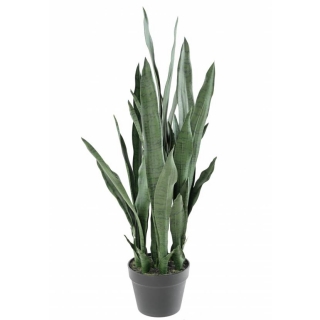 SANSEVERIA, 85cm