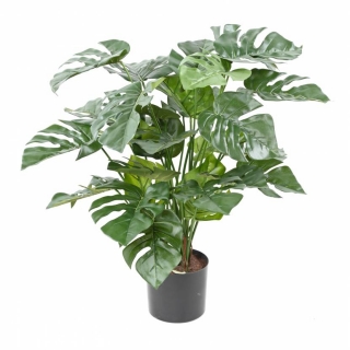 Philodendron, 72cm