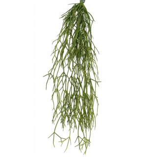 Popínavý Rhipsalis, 50cm