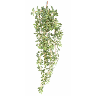 Popínavá rostlina Tradescantia, 110cm