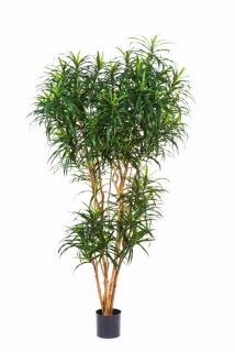 DRACAENA REFLEXA ANITA STROM, 210cm